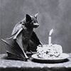 eclecticcatt